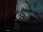 Ragdoll female. almost 2 years old
