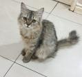 Cat for sale (Domestic long hair)