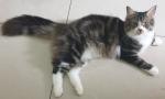 Cat for sale