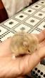 Dwarf Hamster