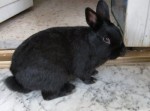 Animals for Sale (Rabbits, Hamsters, Mice, Pacu fish)