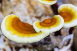 Mushroom Dealer in Brunei Darussalam