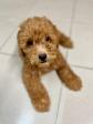 Puppy For Sale