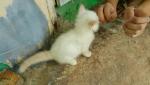 DLH kittens (1 month old) $150