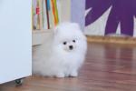 Priceless White Pomeranian Puppy For Adoption