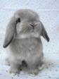 Holland Lop Wanted