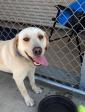 Beagle & Labrador Retriever Mix