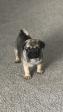 Male and Female Pug Puppies for Adoption