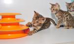 British shorthair and Bengal kittens for sale