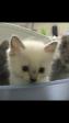 kitten dlh for sale