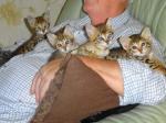 Home raised Caracals and Serval kittens for sale