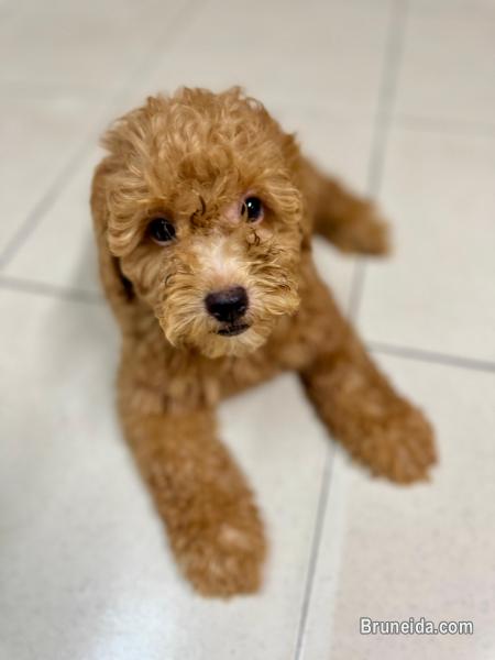 Puppy For Sale - image 1