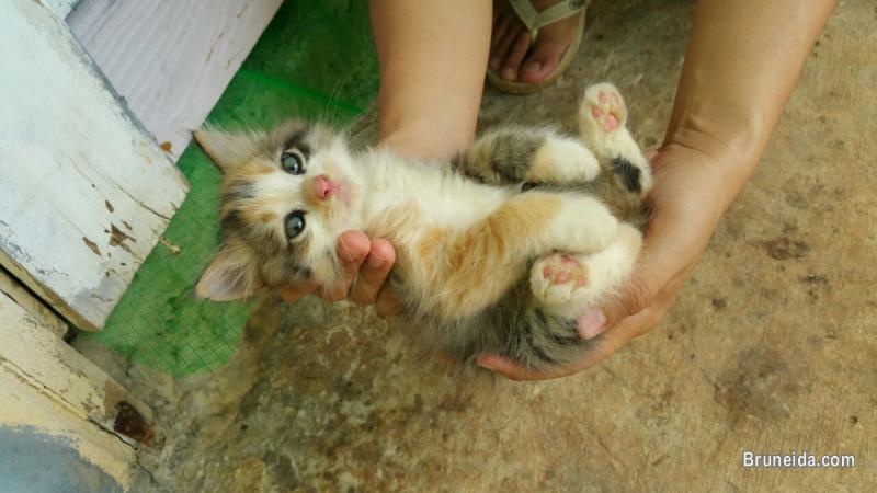 DLH kittens (1 month old) $150 - image 2
