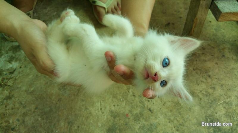 DLH kittens (1 month old) $150 - image 3