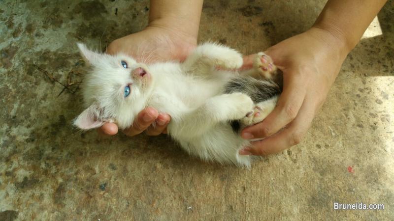 DLH kittens (1 month old) $150 - image 4