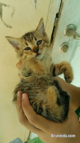 DLH kittens (1 month old) $150 - image 5