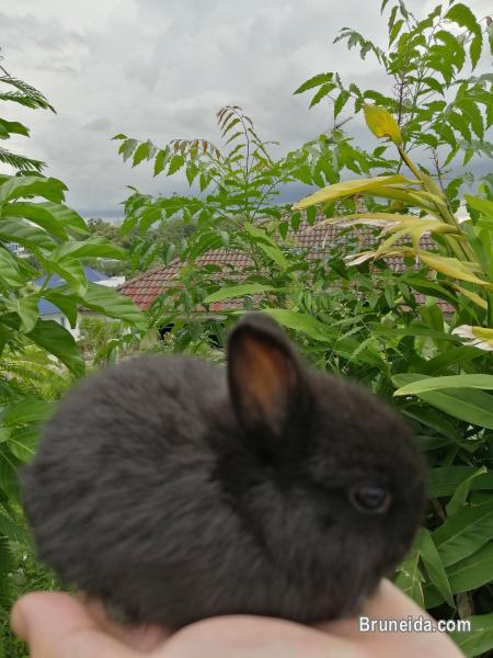Pure Breed Netherland Dwarf - image 2