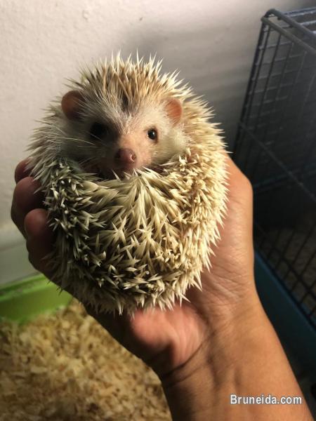 Juvenile Hedgehogs - image 1