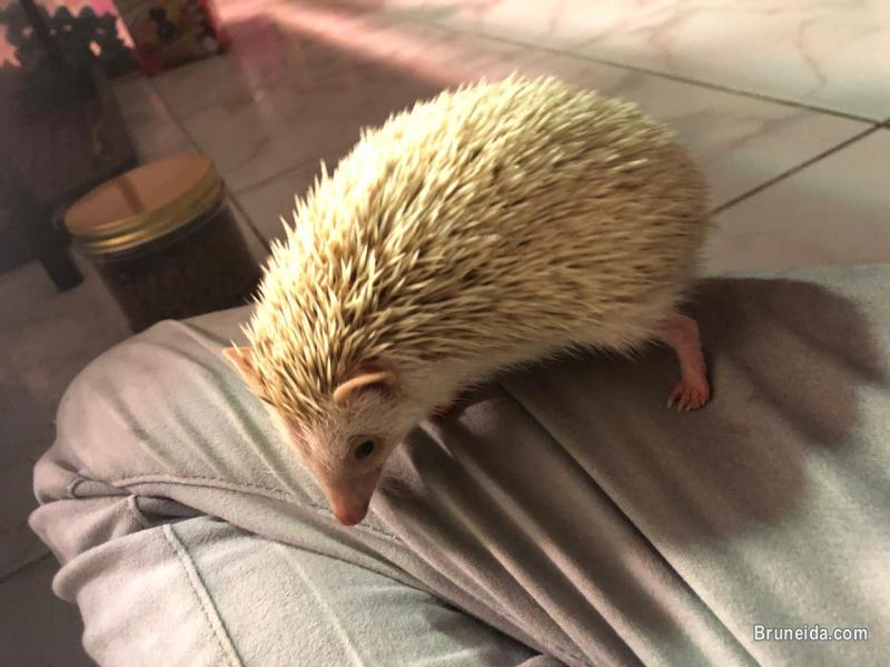 Juvenile Hedgehogs - image 2