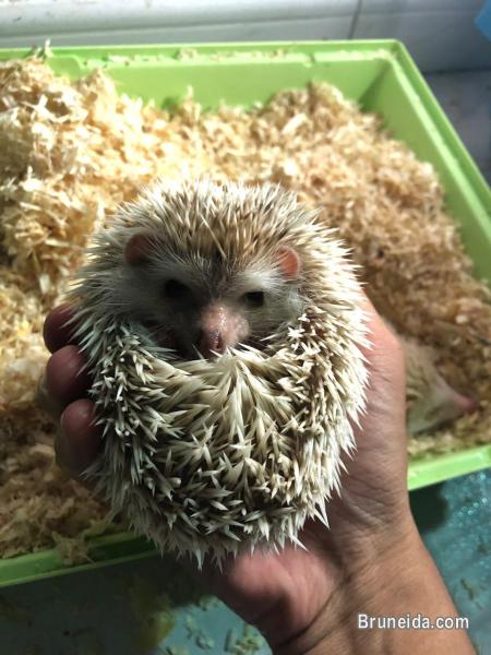 Juvenile Hedgehogs - image 3