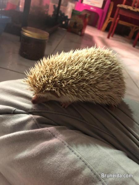 Juvenile Hedgehogs - image 4
