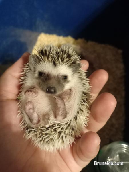 Pictures of Baby Hedgehog for Sale