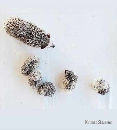 Baby Hedgehog for Sale - image 2