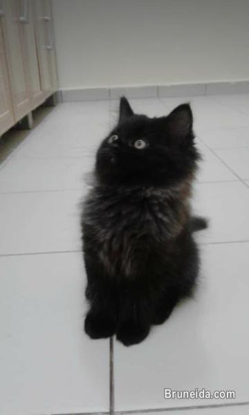 Kitten for sale - image 1