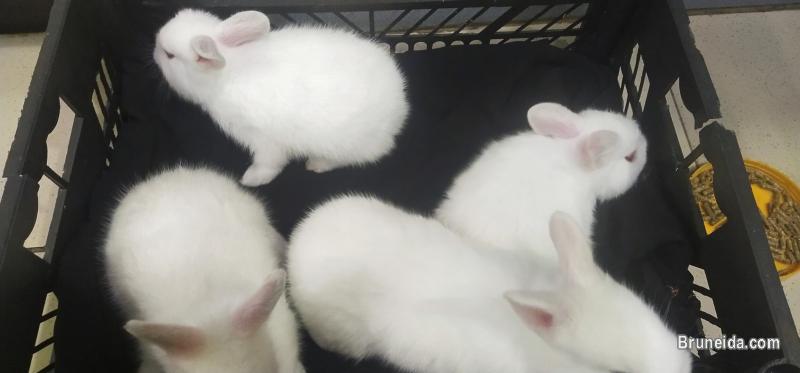 Rabbit for sale - image 1