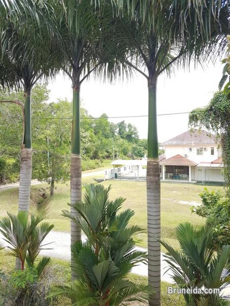 HFR-250  DETACHED HOUSE FOR RENT @ JANGSAK - image 2