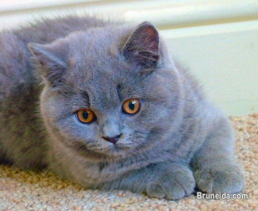 British Short Hair Kitten Cats Kittens For Sale In Brunei