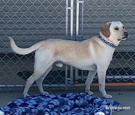 Beagle & Labrador Retriever Mix - image 2
