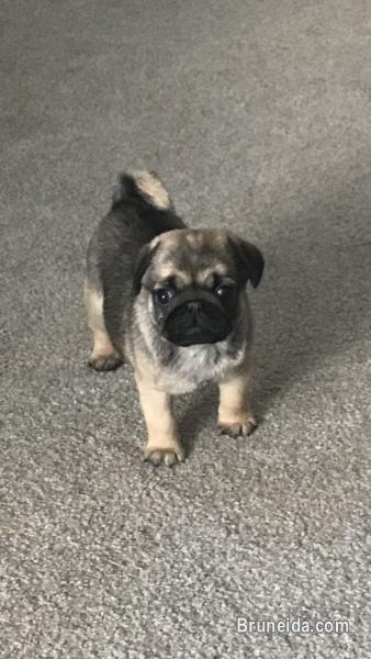 Male and Female Pug Puppies for Adoption - image 1