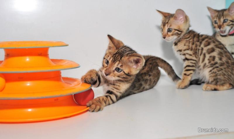 Picture of British shorthair and Bengal kittens for sale