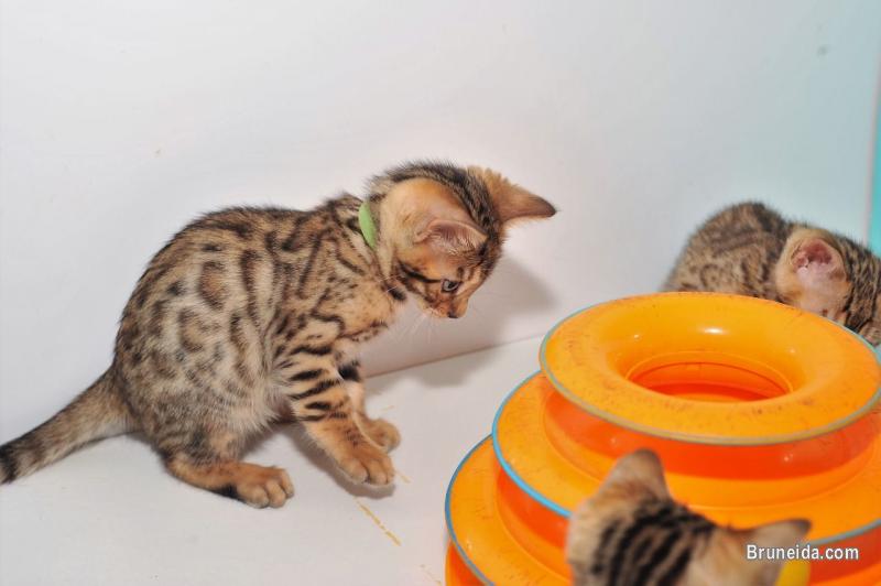 British shorthair and Bengal kittens for sale - image 2