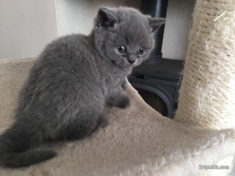 British shorthair and Bengal kittens for sale - image 3