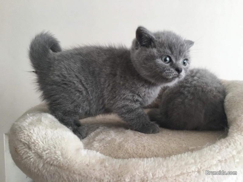 British shorthair and Bengal kittens for sale - image 4