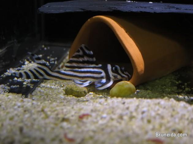 Good quality L046 zebra pleco - image 2