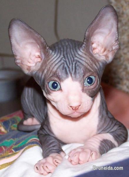 Picture of Sphynx Kittens