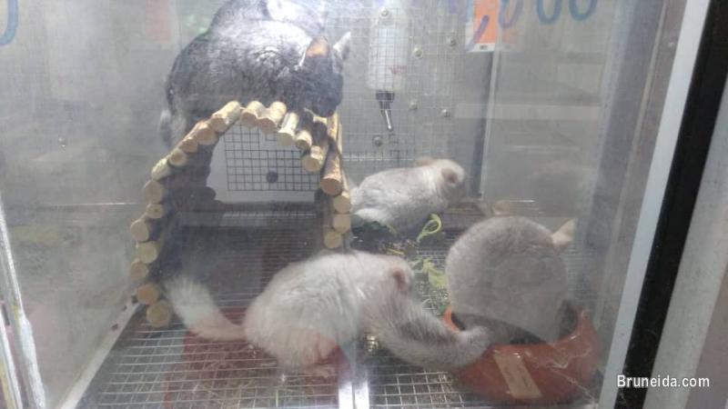 Chinchilla For Sale - image 2