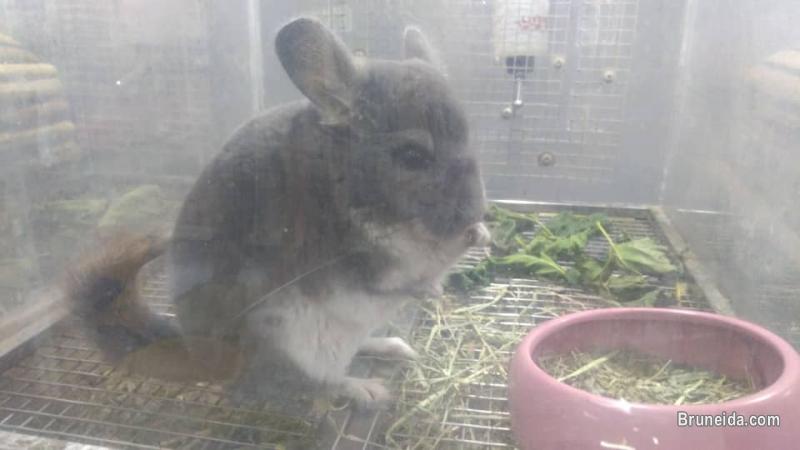 Chinchilla For Sale - image 3