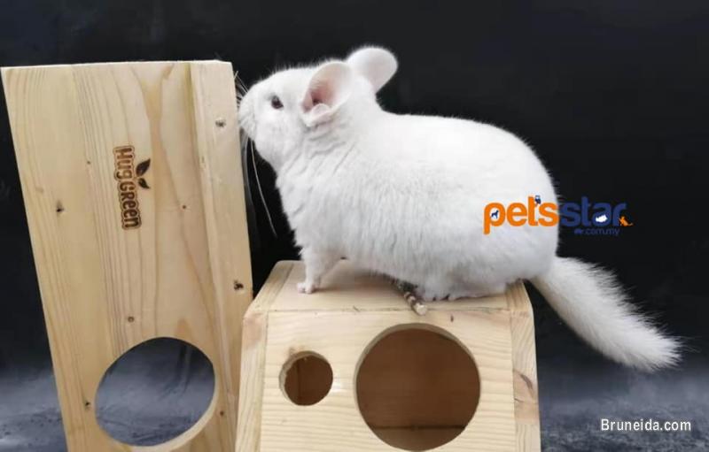 Chinchilla for Sale - image 2