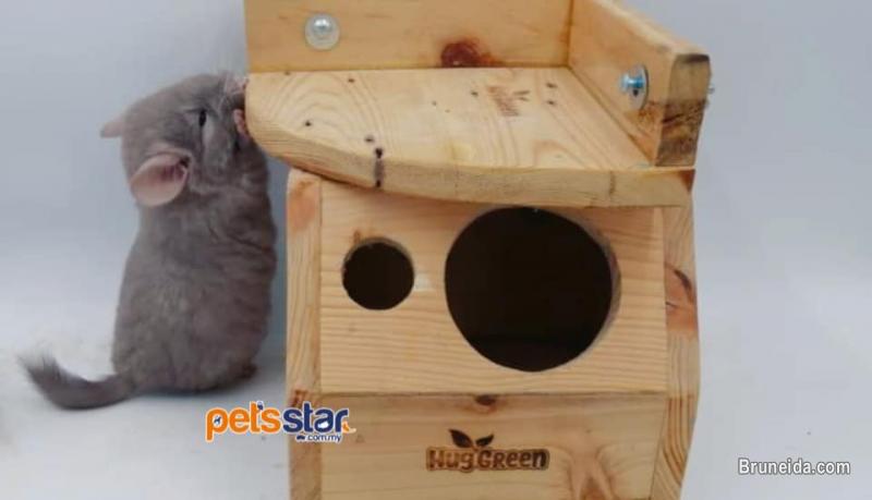 Chinchilla for Sale - image 3