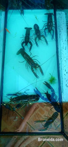 cheap lobsters - image 1