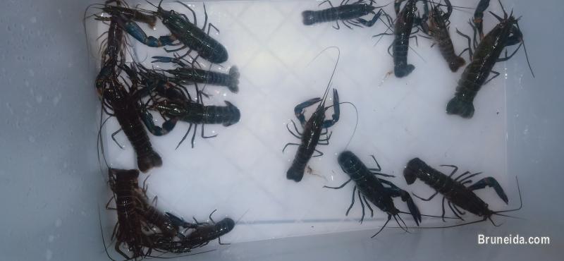 cheap lobsters - image 2
