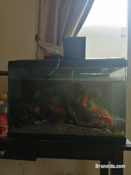 Picture of Aquarium with fish for sale