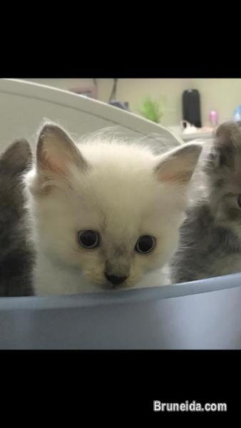 kitten dlh for sale - image 1