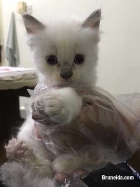 kitten dlh for sale - image 2
