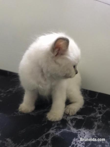 kitten dlh for sale - image 3