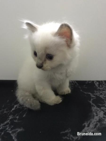 kitten dlh for sale - image 4